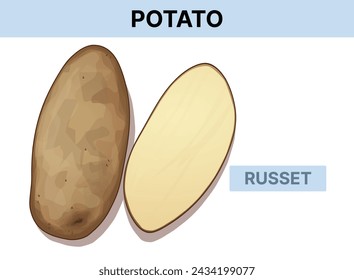 Patata Russet. Ilustración vectorial aislada en blanco. 