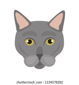 Russia blue breed cat muzzle color vector icon