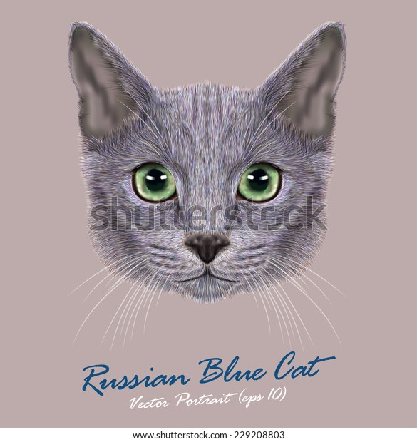 Un Animal De Chat Bleu Russe Image Vectorielle De Stock Libre De Droits
