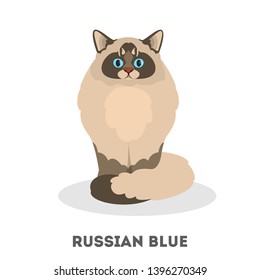 Russian blue cat breed. Domestic pet with a grey fur. Beautiful kitty. Isolated vector illustration in cartoon style