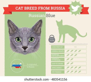 Russian Blue Cat  breed vector infographics. This cat breed from Russia