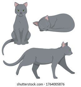 Russian blue cat in different poses. Beautiful pet in cartoon style.