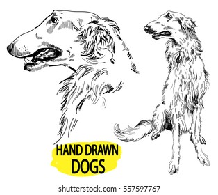 Russian Borzoi. Drawing by hand in vintage style. Dog breeds.