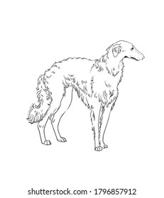 Russian borzoi isolated on white background.  Wolfhound isolated on white.