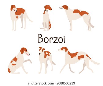 Russischer Hund-Windhund oder Borzoi-Hund in verschiedenen Posen. Set oder Sammlung von Cartoon-Hunden einzeln auf weißem Hintergrund. Vektorgrafik einer Heimtierflaeche