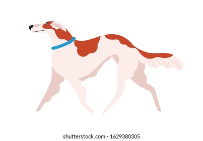 Russian canine greyhound dog breed vector flat illustration. Cute cartoon domestic animal in blue collar isolated on white background. Elegant red and white running pet