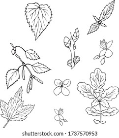 Russian foliage set of the may black and white