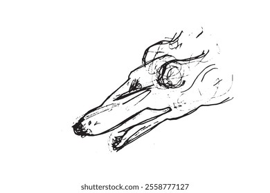 Russian Hunting Sighthound hand-drawing sketch. Minimalist ink drawing of dog Borzoi. Gazehounds line art. Hound dog illustration. Black graphics for Dog breeding business.