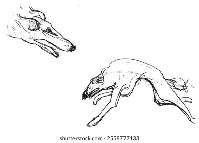 Russian Hunting Sighthound hand-drawing sketch. Minimalist ink drawing of dog Borzoi. Gazehounds line art. Hound dog illustration. Black graphics for Dog breeding business.