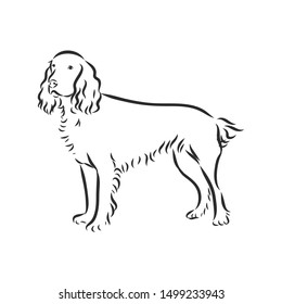 Russian spaniel dog, contour vector illustration 