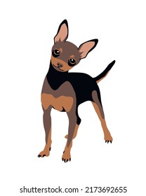 Russian toy terrier breed shorthaired dog. Vector illustration. 