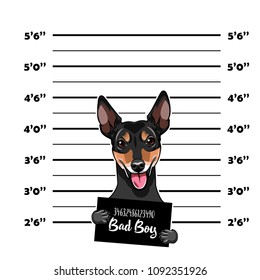 Russian Toy Terrier Criminal. Police Banner. Arrest Photo. Police Placard, Police Mugshot, Lineup. Police Department Banner. Toy Terrier Offender. Vector Illustration.