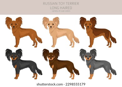 Russian toy terrier longhaired clipart. Different poses, coat colors set.  Vector illustration