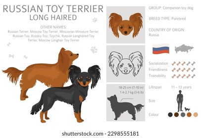 Russian toy terrier longhaired clipart. Different poses, coat colors set.  Vector illustration