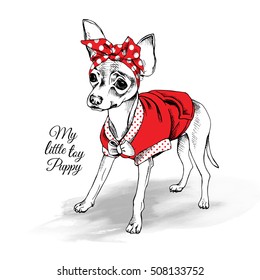 Russian Toy Terrier puppy in a red clothes and in a polka dot headband. Vector illustration.