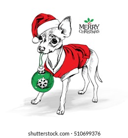 Russian Toy Terrier puppy in a red clothes, striped tie and Santa's cap with green christmas toy ball. Vector illustration.