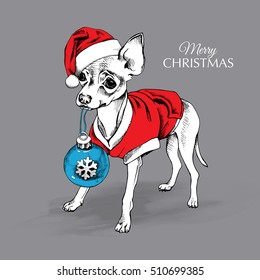 Russian Toy Terrier puppy in a red clothes, striped tie and Santa's cap with blue christmas toy ball. Vector illustration.