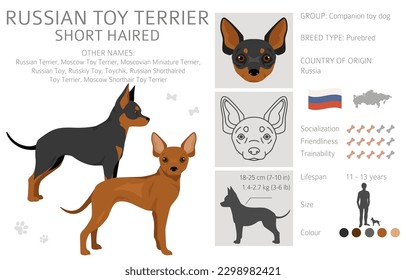 Russian toy terrier shorthaired clipart. Different poses, coat colors set.  Vector illustration