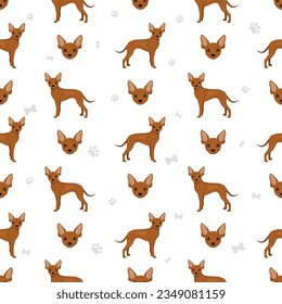 Russian toy terrier shorthaired seamless pattern. Different poses, coat colors set.  Vector illustration