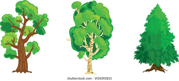 Russian trees: oak, birch tree, pine tree