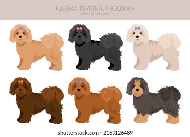 Russian tsvetnaja bolonka clipart. Different poses, coat colors set.  Vector illustration