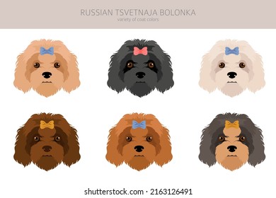 Russian tsvetnaja bolonka clipart. Different poses, coat colors set.  Vector illustration