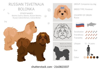 Russian tsvetnaja bolonka clipart. Different poses, coat colors set.  Vector illustration