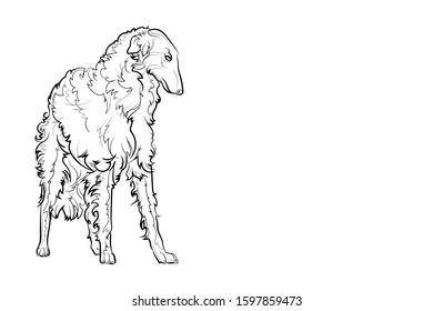 Russian wolfhound, borzoi. Line drawing. Vector illustration.