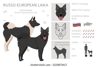 Russo-European Laika clipart. All coat colors set.  All dog breeds characteristics infographic. Vector illustration