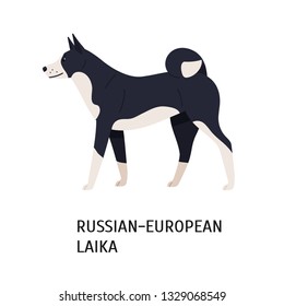 Russo-European Laika. Funny dog of hunting breed or gundog isolated on white background. Cute purebred domestic animal or pet with black and white coat. Vector illustration in flat cartoon style.