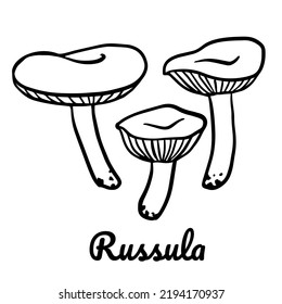 Russula line icon. Vector mushroom illustration isolated on white background for book, market, restaurant menu, package design.