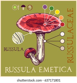 Russula mushroom in engraved style. Subscribed with characteristics and several titles. Vector illustration with infographic elements and lettering.