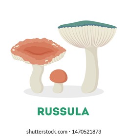 Russula mushroom. Food from the forest, fresh organic fungus. Wild vegetable. Isolated flat vector illustration