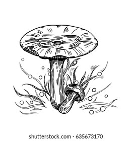 Russula mushroom with grass on background in engraved style. Vector illustration.