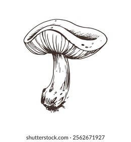 Russula mushroom with stems and bits of earth on them. Line art graphic hand drawn brown ink monochrome. Isolated EPS element vector illustration