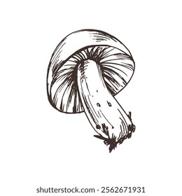 Russula mushroom with stems and bits of earth on them. Line art graphic hand drawn brown ink monochrome. Isolated EPS element vector illustration