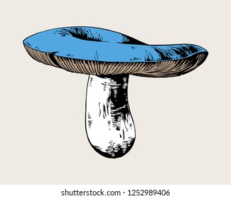 Russula mushroom vector hand drawn illustration.