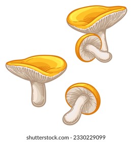 Russula mushrooms. Vector illustration of yellow russula isolated on white background.