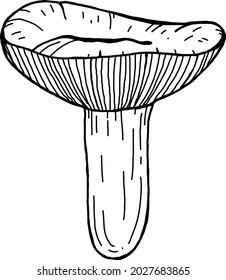 Russula vector illustration. Mushroom line illustration. Edible fungi line art. Black line illustration. Forest mushroom. Tasty food.
