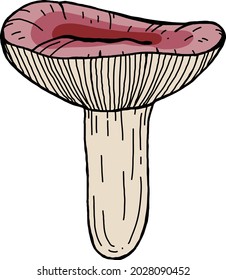 Russula vector illustration. Mushroom line illustration. Edible fungi line art. Colourful mushroom. 