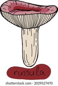 Russula vector illustration. Mushroom line illustration. Edible fungi line art. Russula lettering. 
