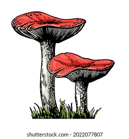 Ilustraciones vectoriales de Russula. Esbozo de hongos comestibles. Producto vegetariano orgánico. Dibujos de comida hechos a mano. Perfecto para recetas, menús, etiquetas, iconos, empaque. Colección de hongos vintage.