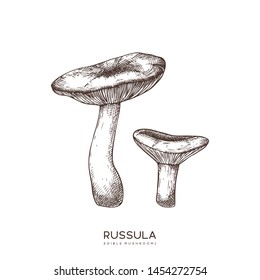 Russula vector illustrations set. Hand drawn food drawings. Edible mushroom sketch. Organic vegetarian product. Perfect for recipe, menu, label, icon, packaging. Vintage mushrooms collection.