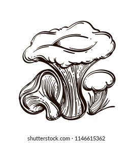 Russules, edible forest mushrooms. Outline vector illustration isolated on white background.