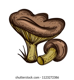Russules, edible forest mushrooms. Vector illustration isolated on white background.
