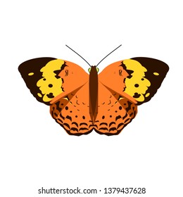 The rustic butterfly ( Cupha erymanthis ) isolated on white background, Beauty insect with yellow and black abstract pattern on brown wing