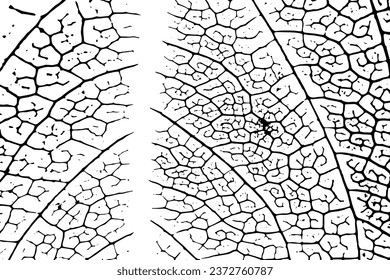 Rustic cracked vector texture with many cracks and scratches. Abstract background. Broken and damaged surface. Aged backdrop. Vector graphic illustration with transparent white. EPS10.