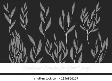Rustic Decorative Plants Collection. Hand Drawn Eucalyptus Leaves Isolated. Vector EPS10 Illustration. Botanical Elements. Exotic Tropical Foliage and Flowers. Decorative Plants Set for Wedding Design