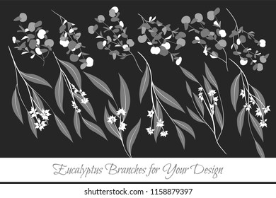 Rustic Decorative Plants Collection. Hand Drawn Eucalyptus Leaves Isolated. Vector EPS10 Illustration. Botanical Elements. Exotic Tropical Foliage and Flowers. Decorative Plants Set for Wedding Design