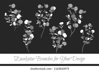 Rustic Decorative Plants Collection. Hand Drawn Eucalyptus Leaves Isolated. Vector EPS10 Illustration. Botanical Elements. Exotic Tropical Foliage and Flowers. Decorative Plants Set for Wedding Design